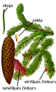 Illustration_Picea_abies0_clean2.png
