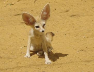 Fennec_fox.jpg