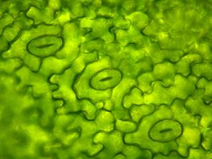 Shutterstock_1211487541_stomata_atvārsnītes.jpg