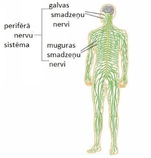 peripheral-nervous-systemy.jpg