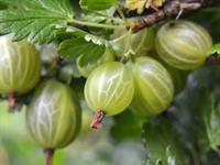 shutterstock_2375837827_gooseberry_ērķšķogas.jpg