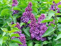 shutterstock_2487689169_lilac_ceriņi.jpg