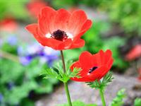Shutterstock_2316791205_poppy_magones (1).jpg