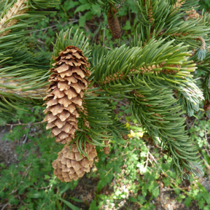 Picea-engelmannii-SL-web-.png