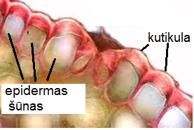epiderma.png