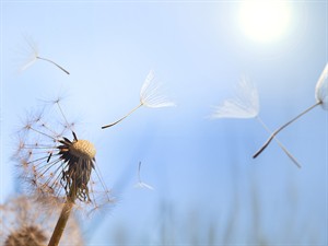 shutterstock_640921312_Dandelion_Pienene.jpg