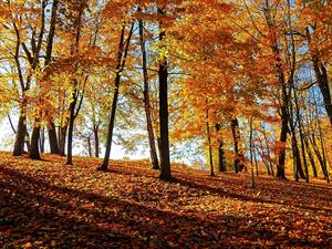 shutterstock_2351749805_autumn forest_mežs rudenī.jpg