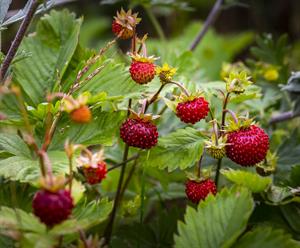 wild-strawberry-земляника_meza_zemene.jpg