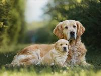 shutterstock_2475553801_dog with puppy_suns ar kucēnu.jpg