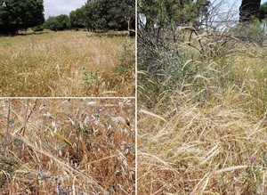 WIKI_20252508_Associations_of_wild_cereals_and_other_wild_grasses_in_northern_Israel.jpg