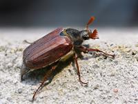 shutterstock_640807372_maybug_maijvabole.jpg