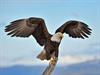 Shutterstock_699597412_eagle_ērglis.jpg