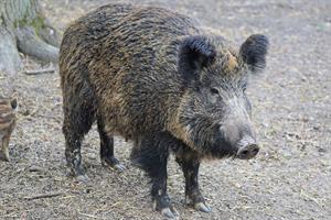 wild_boar-pix.jpg