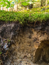 shutterstock_2684150995_visible layers of podzol soil_redzamie podzola augsnes slāņi.jpg
