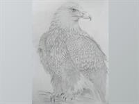 Shutterstock_2385350155_Pencil_sketch_of_eagle_ērglis_skice_ar_zīmuli (1).jpg