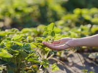 shutterstock_2034405599_strawberry plant_zemeņu stāds.jpg