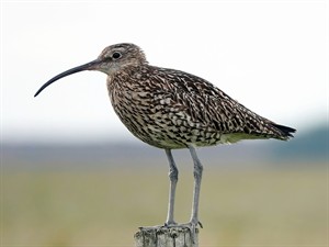 shutterstock_2249108083_curlew_eurāzijas krūbeklis.jpg
