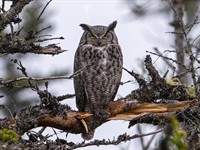 shutterstock_2507215809_owl_pūce.jpg