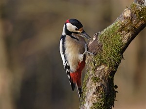 Shutterstock_553857169_woodpecker_dzenis.jpg