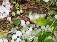 shutterstock_2639486145_Hail_Krusa.jpg