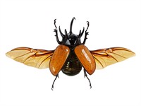 shutterstock_2082601915_wings_spārni.jpg