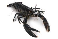 lobster_live.jpg