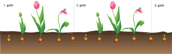 YCUZD_250731_tulpes_attīstības_cikls.png