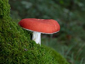shutterstock_2487053013_russula_bērzlape.jpg