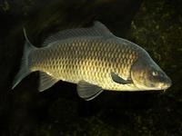Shutterstock_683853481_carp_karps.jpg