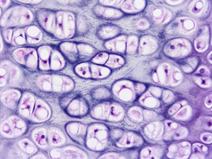 shutterstock_1817251655_mammalian trachea tissue_zīdītāja trahejas audi.jpg