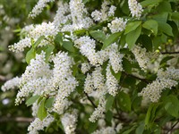 shutterstock_421191430_bird cherry_ieva.jpg