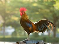 shutterstock_1625566450_rooster_gailis.jpg
