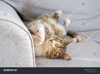 stock-photo-calico-cat-relaxing-on-soft-couch-in-a-cozy-living-room-during-afternoon-sunlight-2611010773.jpg