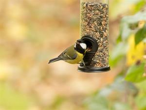 shutterstock_2501170009_bird eating_putns ēd.jpg