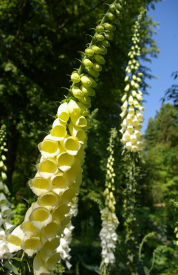 Digitalis purpurea Sutton's Primrose.png