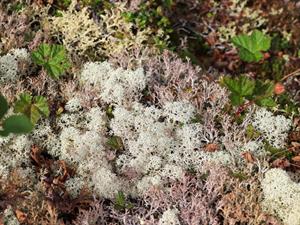 Shutterstock_2601653969_Cladonia stellaris_Zvaigžņveida kladīna.jpg