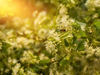shutterstock_2476492495_linden blossom_liepziedi.jpg