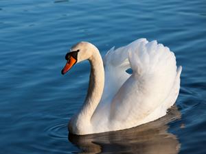 Shutterstock_1916792087_swan_gulbis.jpg