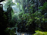 shutterstock_2474352663_rain forest_lietus mežs.jpg