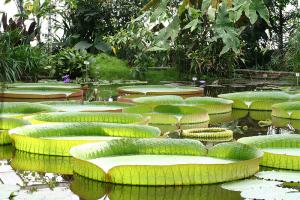 800px-Victoria_amazonica_JPG01.jpg