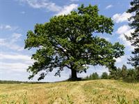 shutterstock_2362536167_oak tree_ozols.jpg