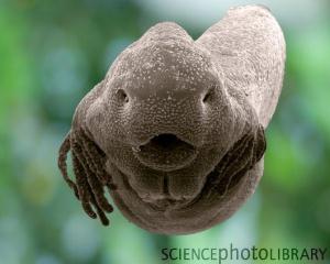 C0044969-Common_frog_tadpole_head-SPL.jpg