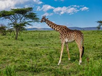 shutterstock_1264278139_giraffe_žirafe.jpg
