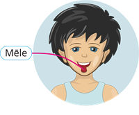 Mēle_tongue_язык.png