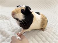 shutterstock_2465367589_guinea pig_jūrascūciņa.jpg