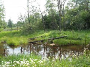 swamp-in-spring.jpg