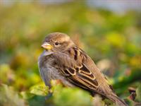 shutterstock_2524180799_sparrow_zvirbulis.jpg