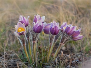 Shutterstock_1709005642_pulsatilla pratensis_pļavas silpurene.jpg