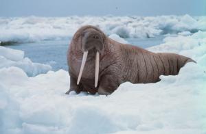 walrus22.jpg