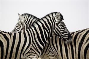zebra-3834241_960_720.jpg